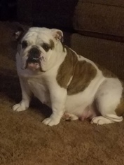 Mother of the Bulldog puppies born on 09/04/2018