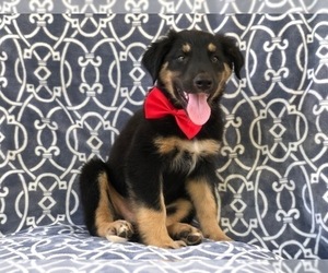 Australian Shepherd-English Shepherd Mix Puppy for sale in LAKELAND, FL, USA