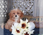 Small #2 Shih-Poo