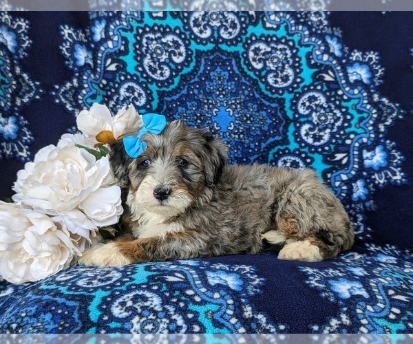 Medium Photo #5 Bernedoodle (Miniature) Puppy For Sale in OXFORD, PA, USA