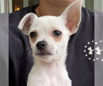 Small #1 Chihuahua Mix
