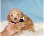 Small #3 Poodle (Toy)