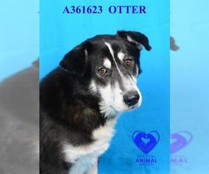 German Shepherd Dog-Unknown Mix Dogs for adoption in Stockton, CA, USA