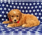Small Photo #4 Cavachon-Poodle (Toy) Mix Puppy For Sale in QUARRYVILLE, PA, USA