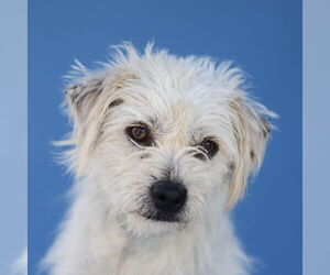 Mutt Dogs for adoption in Pasadena, CA, USA