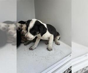 Mutt Dogs for adoption in Houston, TX, USA
