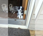 Puppy 1 Australian Shepherd