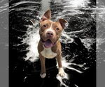 Small #5 American Pit Bull Terrier