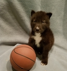 Medium Siberian Husky-Wolf Hybrid Mix