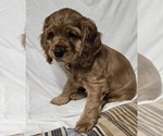 Small #1 English Cocker Spaniel