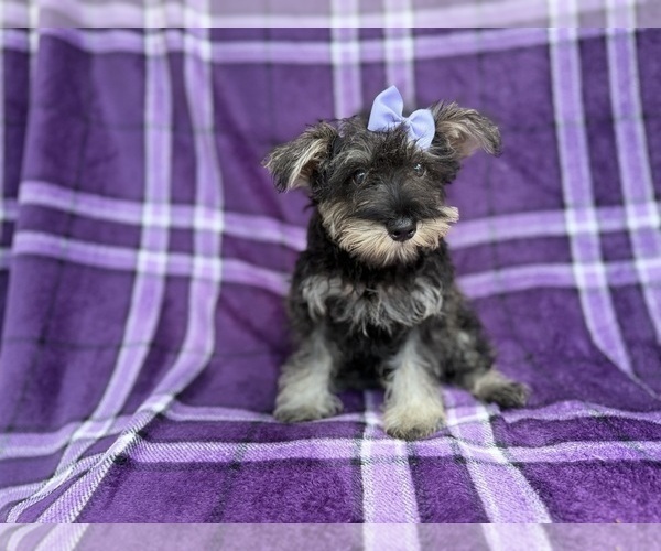 Medium Photo #7 Schnauzer (Miniature) Puppy For Sale in LAKELAND, FL, USA