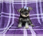 Small #6 Schnauzer (Miniature)