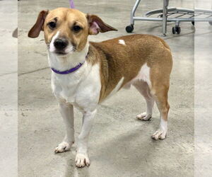 Mutt Dogs for adoption in Batavia, OH, USA