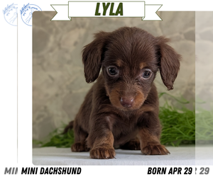 Medium Dachshund