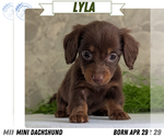 Puppy Lyla Dachshund