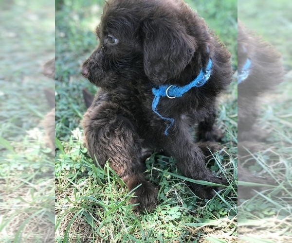 Medium Photo #11 Labradoodle Puppy For Sale in BOWLING GREEN, KY, USA
