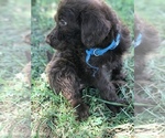 Small #10 Labradoodle