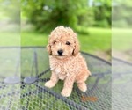 Puppy Ernie Goldendoodle