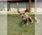 Small #1 Chihuahua Mix