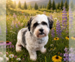 Small #2 Hava-Apso
