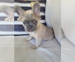 Small #3 French Bulldog