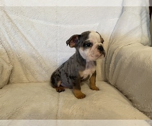 English Bulldog Puppy for sale in GRANBURY, TX, USA