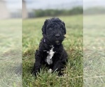 Small Photo #26 Goldendoodle Puppy For Sale in HOWARD CITY, MI, USA