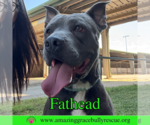 Small #1 American Pit Bull Terrier Mix
