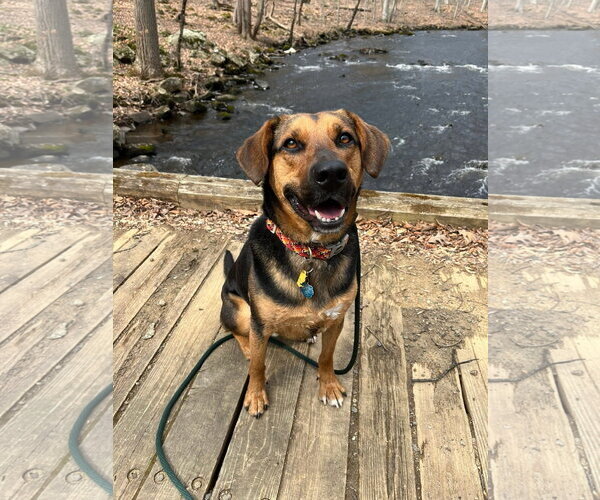 Medium Photo #5 Mutt Puppy For Sale in Rockaway, NJ, USA