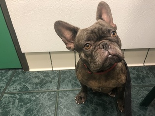 Mother of the French Bulldog puppies born on 09/20/2018
