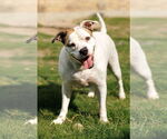Small #8 Bullboxer Pit