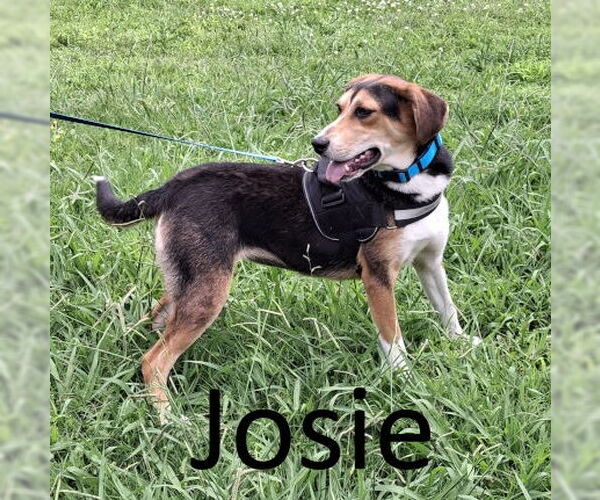 Medium Photo #3 Treeing Walker Coonhound-Unknown Mix Puppy For Sale in Mountain View, AR, USA