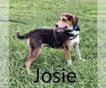 Small #2 Treeing Walker Coonhound Mix