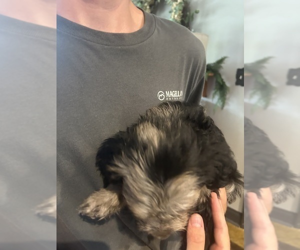 Medium Photo #10 F2 Aussiedoodle Puppy For Sale in BUSH, LA, USA