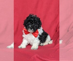 Poochon Puppy for sale in LINCOLN UNIV, PA, USA