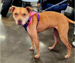 Small Photo #3 American Pit Bull Terrier-Unknown Mix Puppy For Sale in Brooklyn Center, MN, USA
