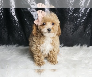 Poodle (Miniature) Puppy for sale in WARSAW, IN, USA
