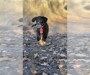 Labrador Retriever Puppy for sale in RICHFIELD, UT, USA