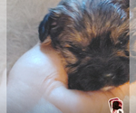 Females - Female Cock-A-Tzu Puppy for Sale - Small photo