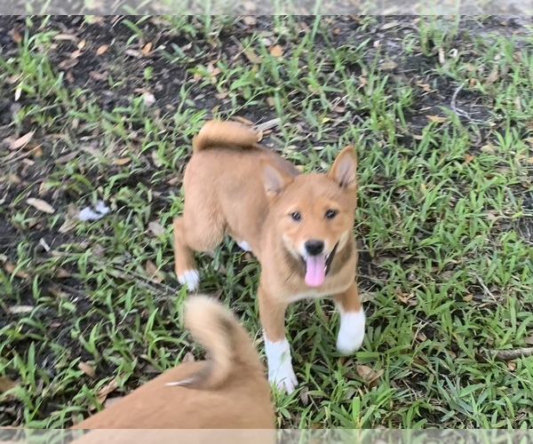 Medium Photo #10 Shiba Inu Puppy For Sale in MERRITT IS, FL, USA