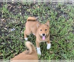Small Photo #10 Shiba Inu Puppy For Sale in MERRITT IS, FL, USA