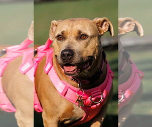 American Pit Bull Terrier Dogs for adoption in McKinney, TX, USA