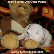 Small Photo #193 Dogo Argentino Puppy For Sale in JANE, MO, USA