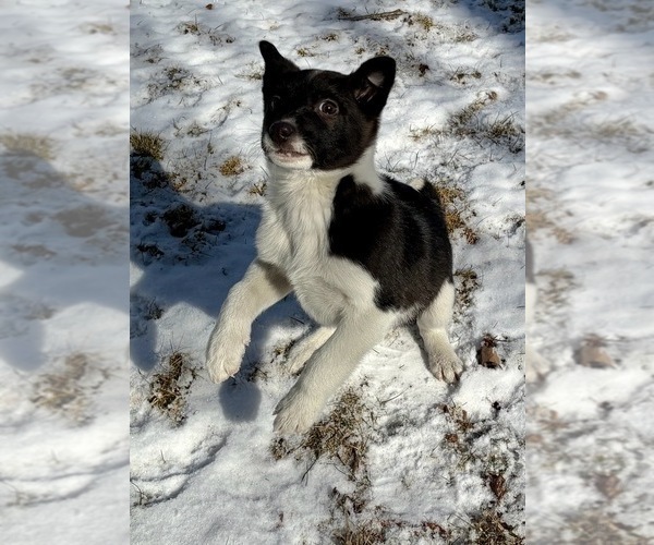 Medium Photo #2 Border Collie Puppy For Sale in FAIR HAVEN, MI, USA