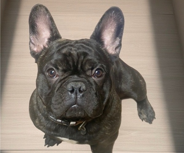 Medium Photo #1 French Bulldog Puppy For Sale in BRIGHTON, CO, USA