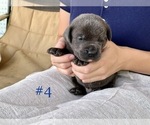 Small Photo #2 Cane Corso Puppy For Sale in BUMPASS, VA, USA