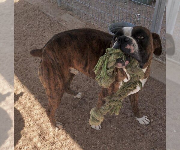 Medium Photo #3 Boxer Puppy For Sale in Lancaster, CA, USA
