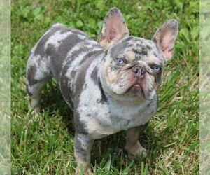 Father of the French Bulldog puppies born on 02/20/2024