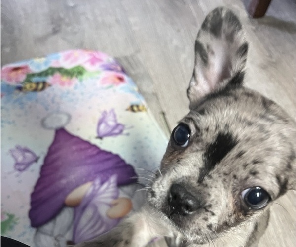 Medium Photo #1 Boston Terrier-Faux Frenchbo Bulldog Mix Puppy For Sale in ROUND LAKE, IL, USA