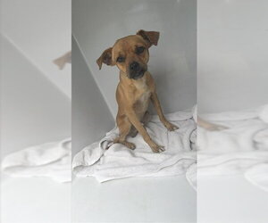 Chihuahua Dogs for adoption in Houston, TX, USA
